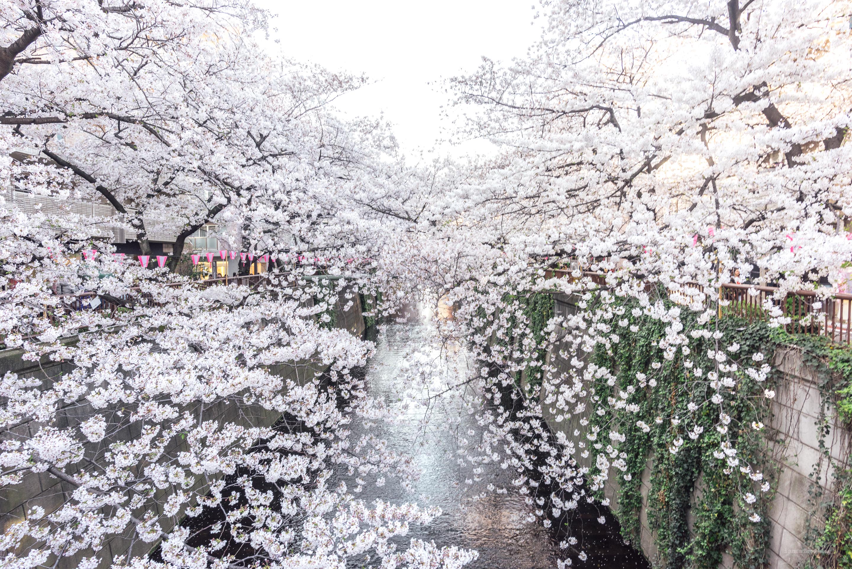 Sakura Season in Tokyo